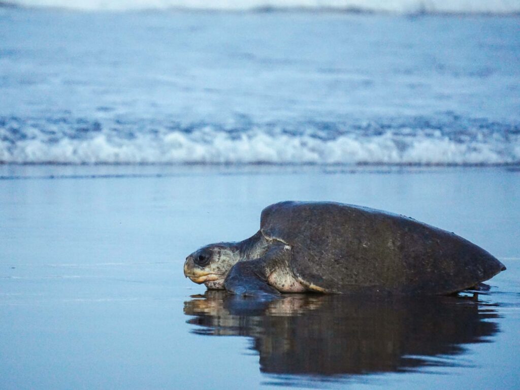 sea turtles in Ostional
